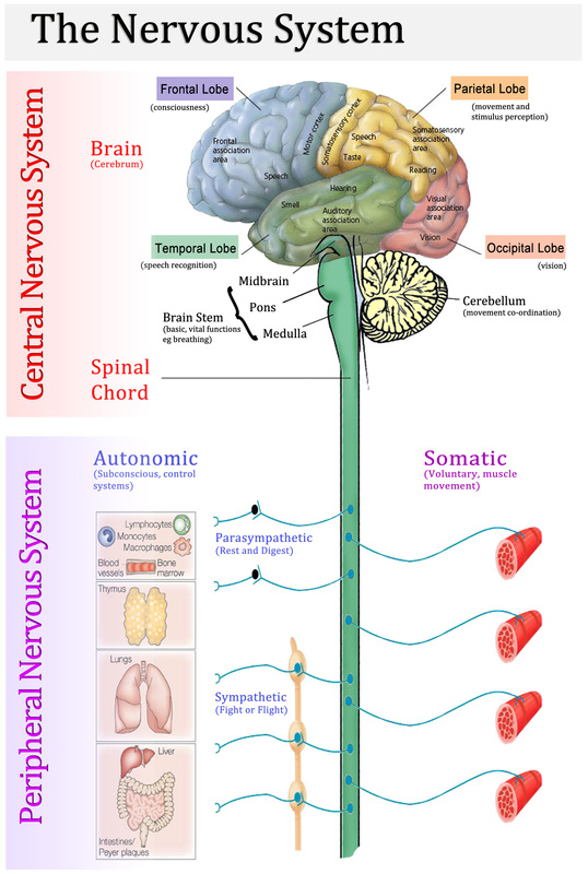 Nervous System Overview Anatomy And Physiology
